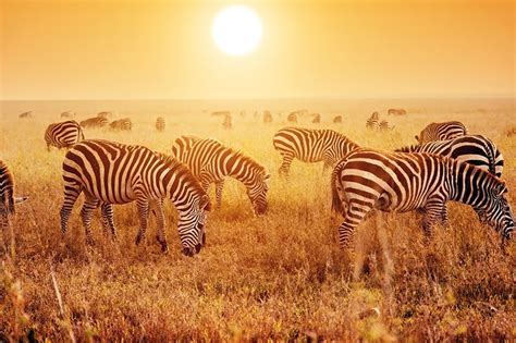 Kenya Safari And Savannah Sunsets