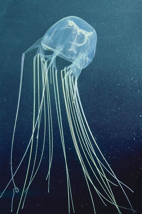 Cubozoa Box Jellyfish Carybdea Chironex Jellyfish Box