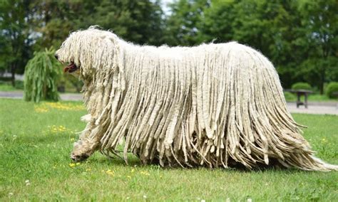 Komondor Breed Characteristics Care And Photos Bechewy