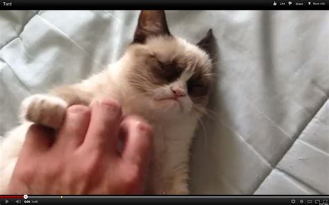 Tard The Grumpy Cat Never Smiles Video Huffpost