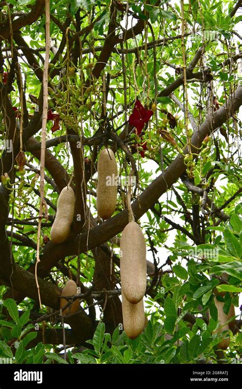 Sausage Tree Leberwurstbaum Kigelia Africana Kolbászfa Madeira