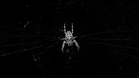 Black White Spider By Thenumber151 On Deviantart