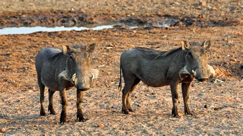 25 Wonderful Facts About Warthogs Fact City