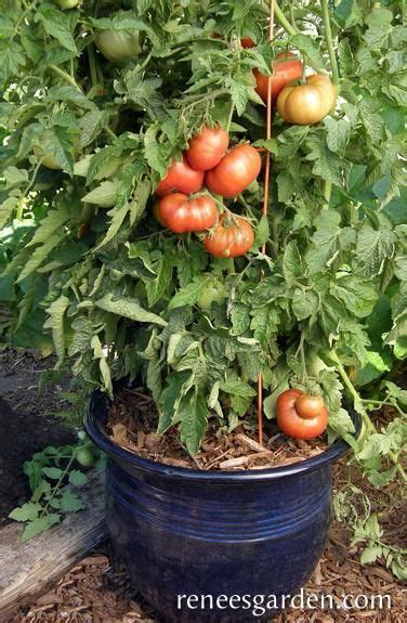 Tomato Types Determinate Semi Indeterminate Or Indeterminate