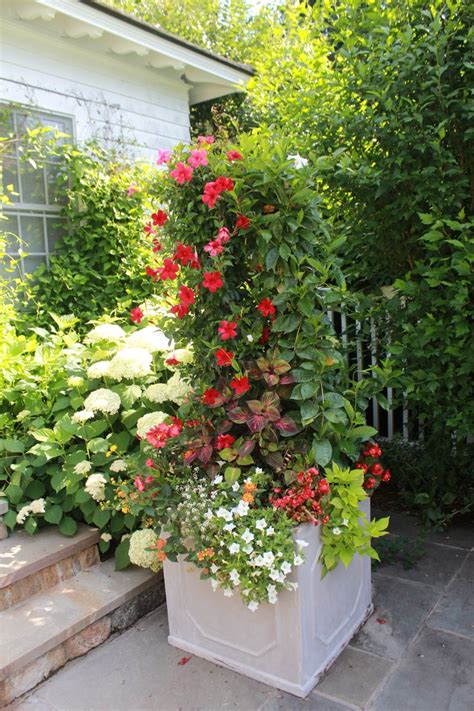 Long flowering perennials for containers. 101 best images about "Perennials" ... Plants that come ...