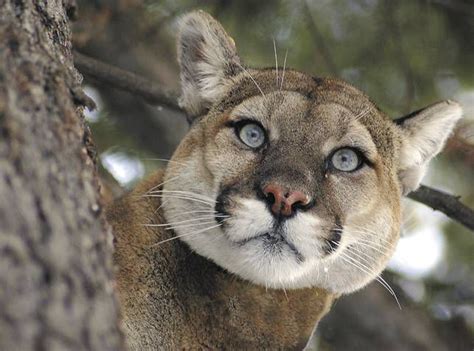 Surprising Facts About Our Favorite Big Cat Species