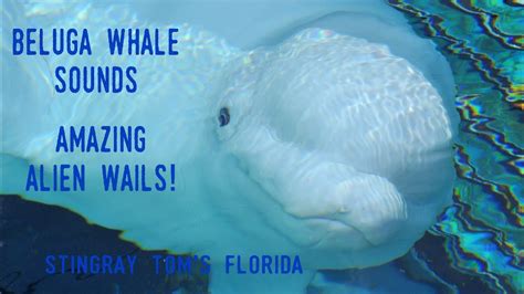 Beluga Whale Sounds From Seaworld Florida Another Animal Story From