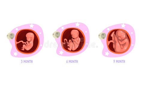 Fases De Desarrollo De Embriones En Ilustraci N Vectorial De Vientre