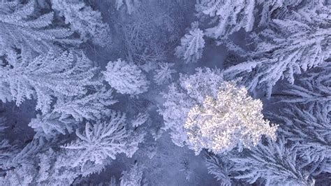4k Aerial Footage Amazing Winter Scenes Beautiful Snow Falling On Forest Relaxing Youtube
