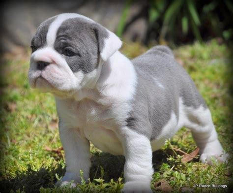 We do not allow austin breeders, adoption centers, rescues or shelters to list french bulldogs for free in austin. Jp Ranch Bulldogs No Borders Bulldog Rescue Texas Austin ...