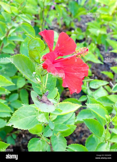 Red Hibiscus Flower And Leaf Stock Photo Alamy