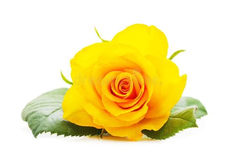 Beautiful Yellow Roses Stock Photo Image Of Valentines 176181574