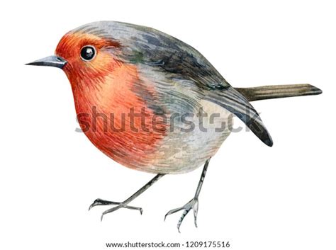 Robin Birds On An Isolated White Background Watercolor Illustration
