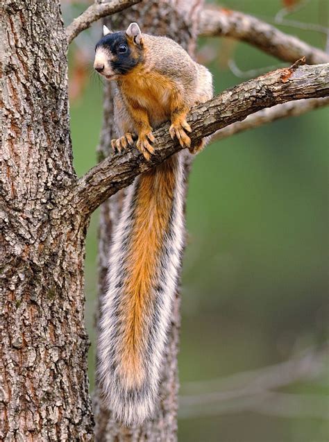 Species Profile Fox Squirrel Mossy Oak Gamekeeper