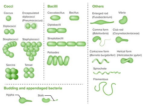 Ejercicio De Clasificacion De Las Bacterias Segun Su Forma Images