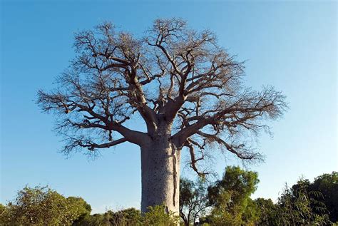 Adansonia Madagascariensis Baobab Tree Photograph By Alexis Rosenfeld