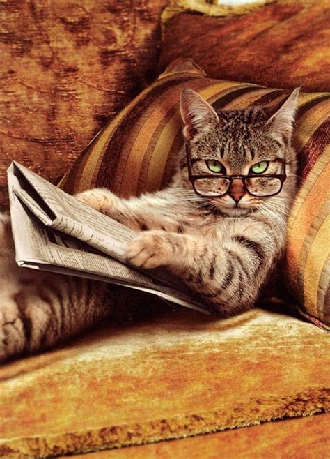 Condescending Kitty Cat Reading Funny Cat Pictures Pretty Cats