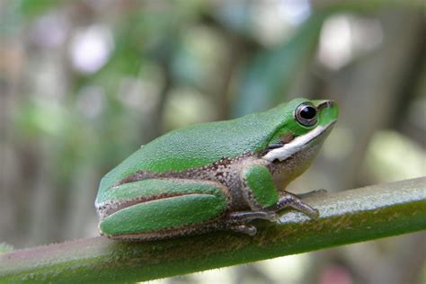 Litoria Fallax Eastern Dwarf Tree Frog Eastern Sedge Fr Flickr