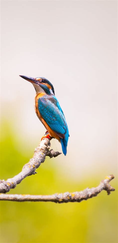 Download 1440x2960 Kingfisher Branch Blurred Birds