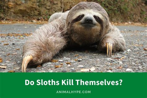 Do Sloths Kill Themselves? (Sloth Behavior Unveiled) - Animal Hype