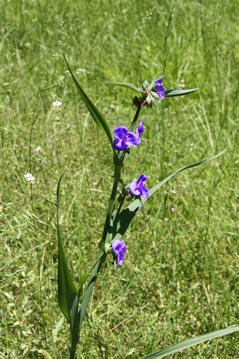 Southern Lagniappe A Beautiful Flower With An Ugly Name