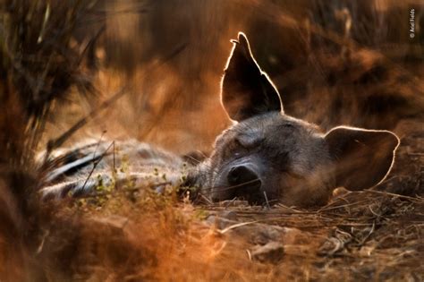 revisa las 10 fotos ganadoras del “wildlife photographer 2019” — los40 chile