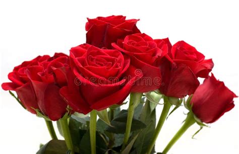 Bunch Of Red Roses Stock Image Image Of Freshness Blossom 11085687