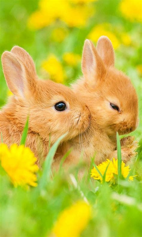 easter bunnies🐇🐣🙏🌷 easter photo 43262929 fanpop