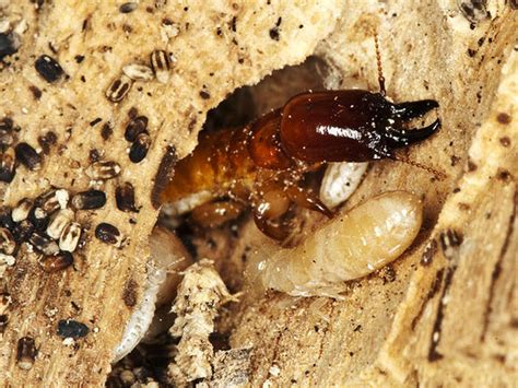 Termites Good Grub 13 Edible Bugs Pictures Cbs News