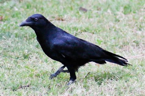 Torresian Crow The Birds Of Toowoomba Region INaturalist