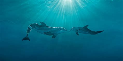 Clearwater Marine Aquarium Unveils Winter The Dolphins New Home