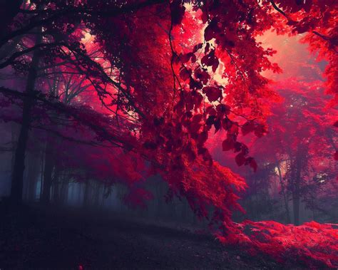 1280x1024 Dark Red Autumn Forest 1280x1024 Resolution Hd 4k Wallpapers