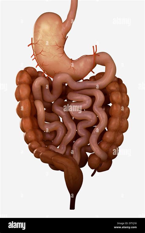 Oesophagus And Digestive System Hi Res Stock Photography And Images Alamy