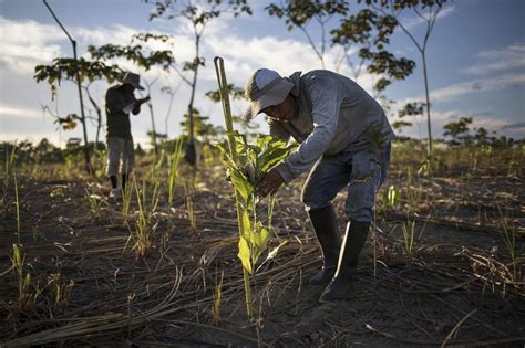 Restoring Forests 1 Tree At A Time To Help Repair Climate