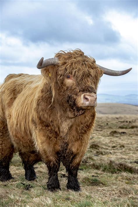 8 Things You Didnt Know About Highland Cattle