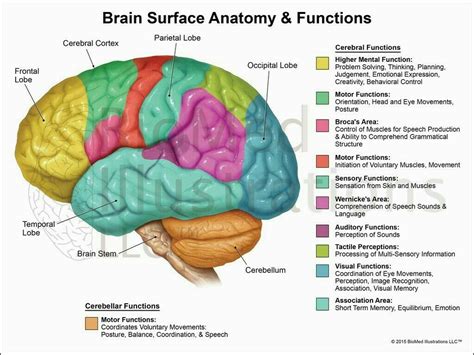 Draw Neat Labelled Diagram Of Functional Areas Of Human Brain