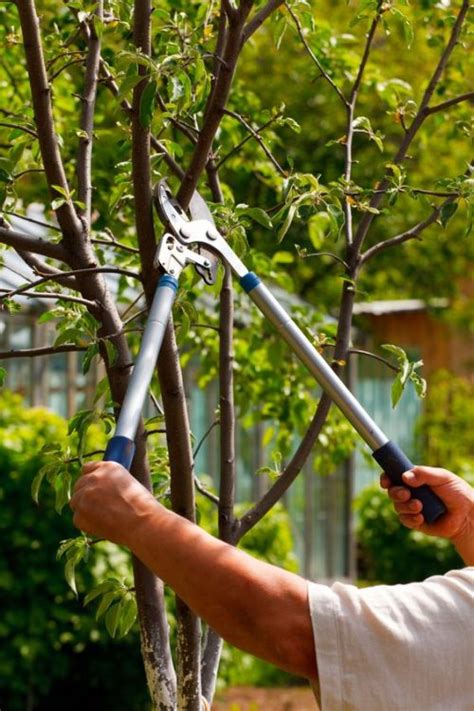 Pruning Oak Tree Limbs Tips For Maintaining Your Trees Health And