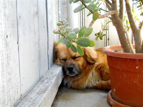 Free Images Nature Plant Puppy Cute Peace Rest Den Sleep