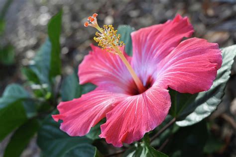 Find images of pink hibiscus flower. Pink Hibiscus Flower Photograph by Aimee L Maher ALM GALLERY