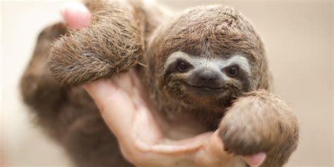 Happy Wednesday Heres What A Sloth Sounds Like Blogs