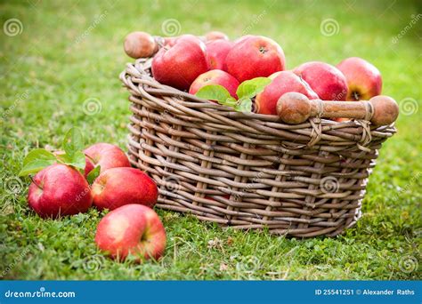 Fresh Ripe Apples In Basket Stock Image Image Of Agricultural Food
