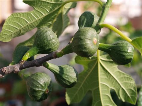 They are different in having an opening, called the eye they are the main ingredient in many famous cookies, such as fig bar and fig cakes, and are a culinary delicacy par excellence. This Italian Life: AUNTIE PASTA: Sign of the Season: Figs
