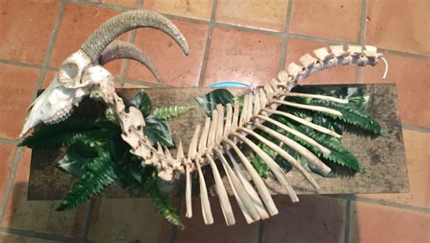 Goat Skeleton Made By Lust For Dead Oddities Skeletal Articulations