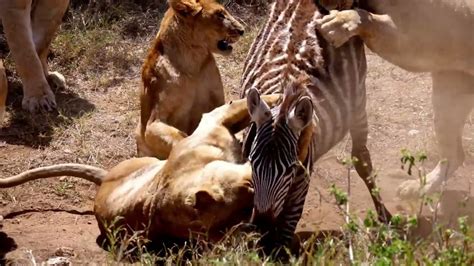 Lions Kill And Eat Zebra Alive Crazy Wild Animals Youtube