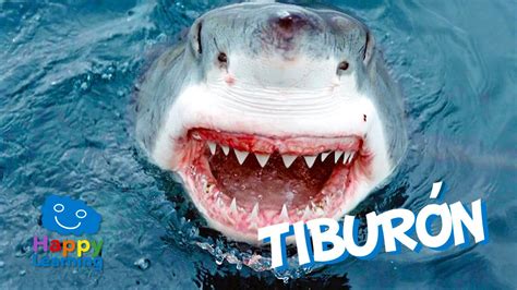 Check spelling or type a new query. El Tiburón | Videos Educativos para Niños - YouTube