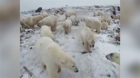 Emergency Declared As Polar Bears Invade Russian Town Youtube