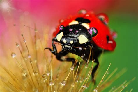 Ladybug By Mustafa Öztürk 500px Ladybug Beautiful Insects Ladybird