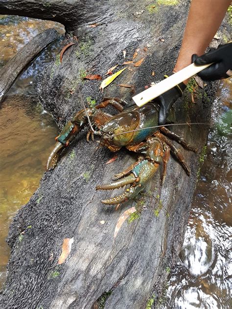 Tasmanian Giant Freshwater Crayfish Surveys North Barker Ecosystem