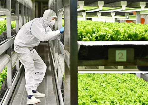 Grown From Necessity Vertical Farming Takes Off In Ageing Japan