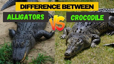 A Newly Discovered Difference Between Alligators And Crocodile
